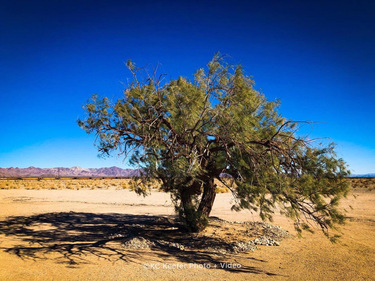 Bagdad Tree